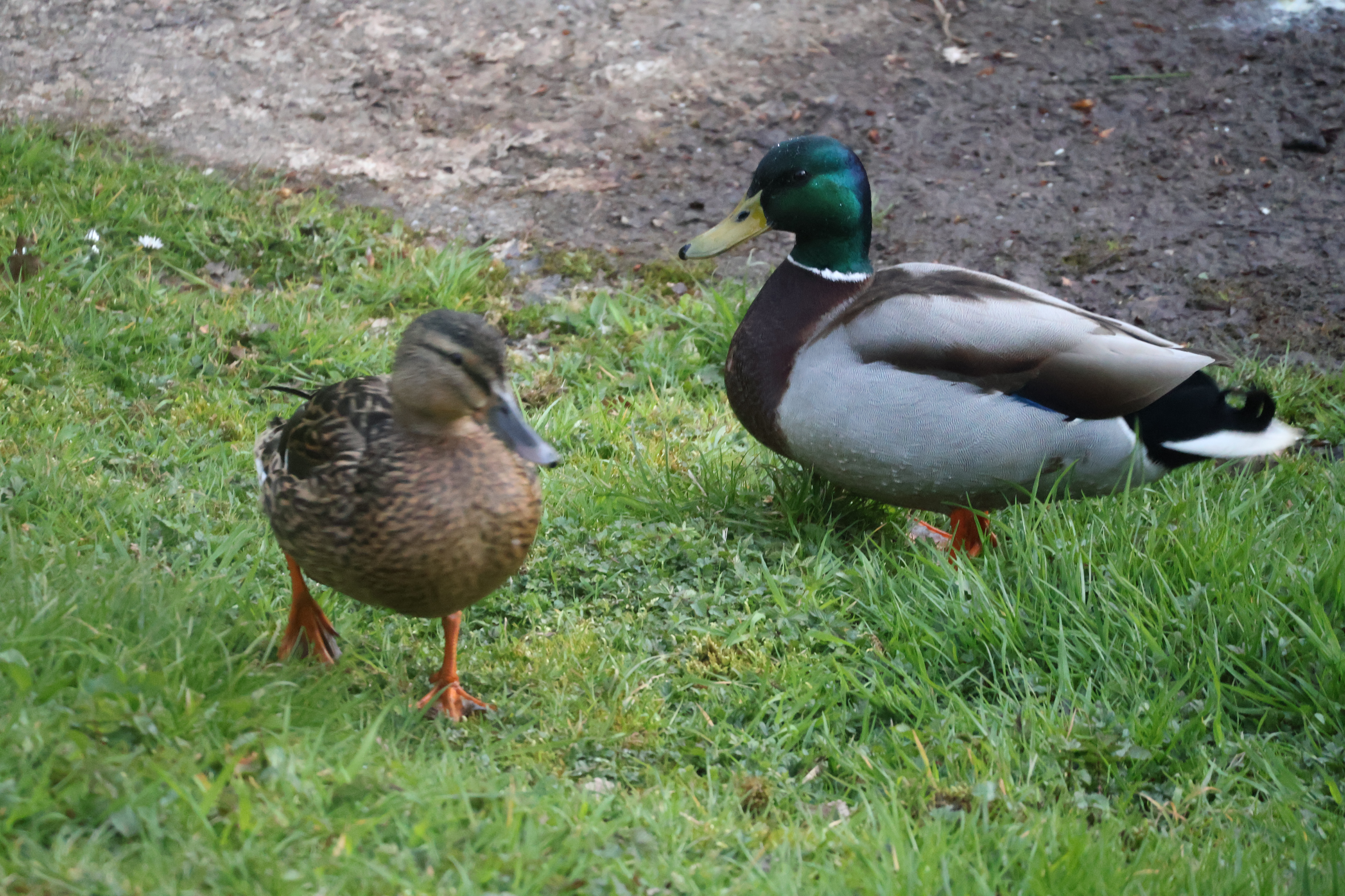 Castlemilk Park