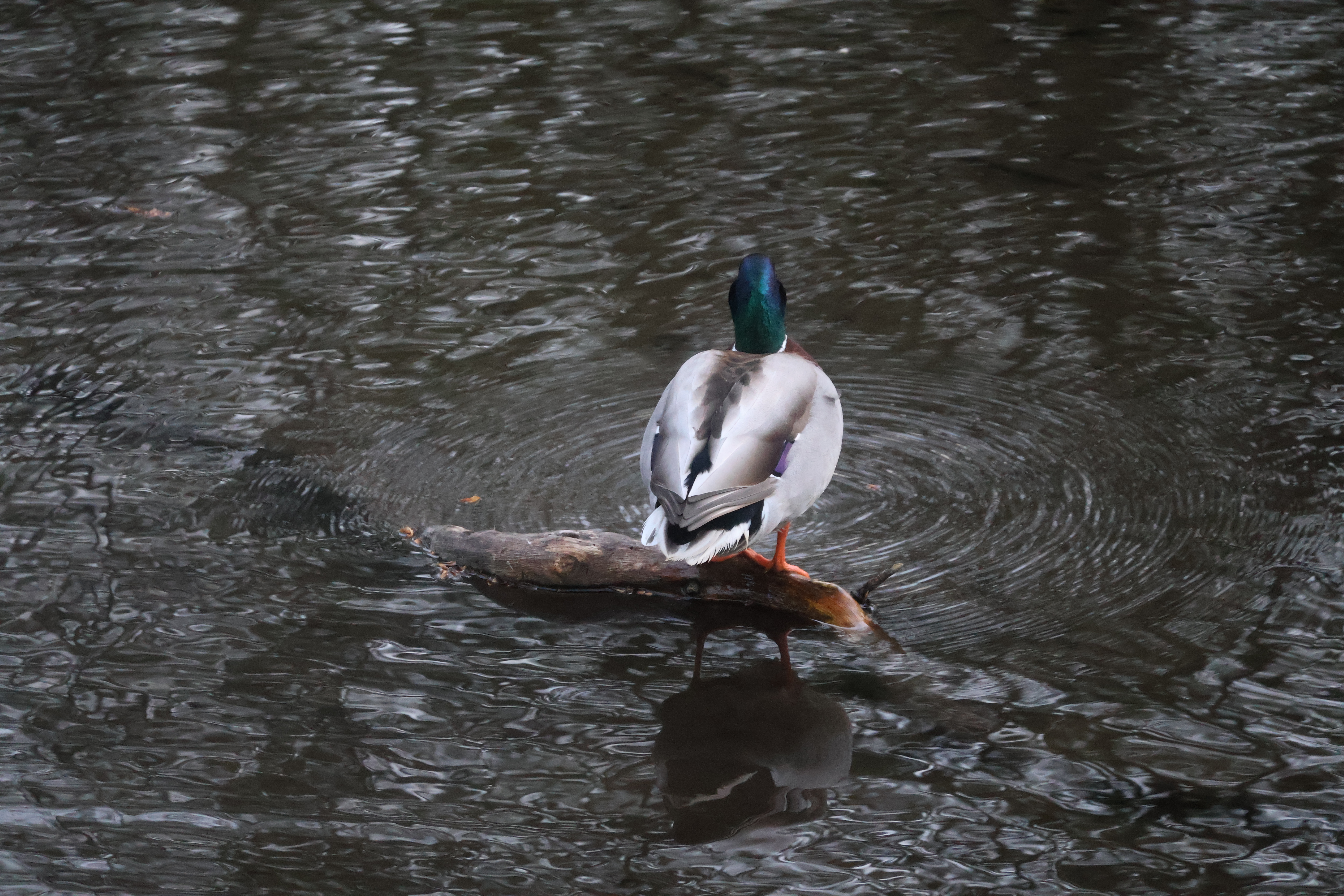 Castlemilk Park