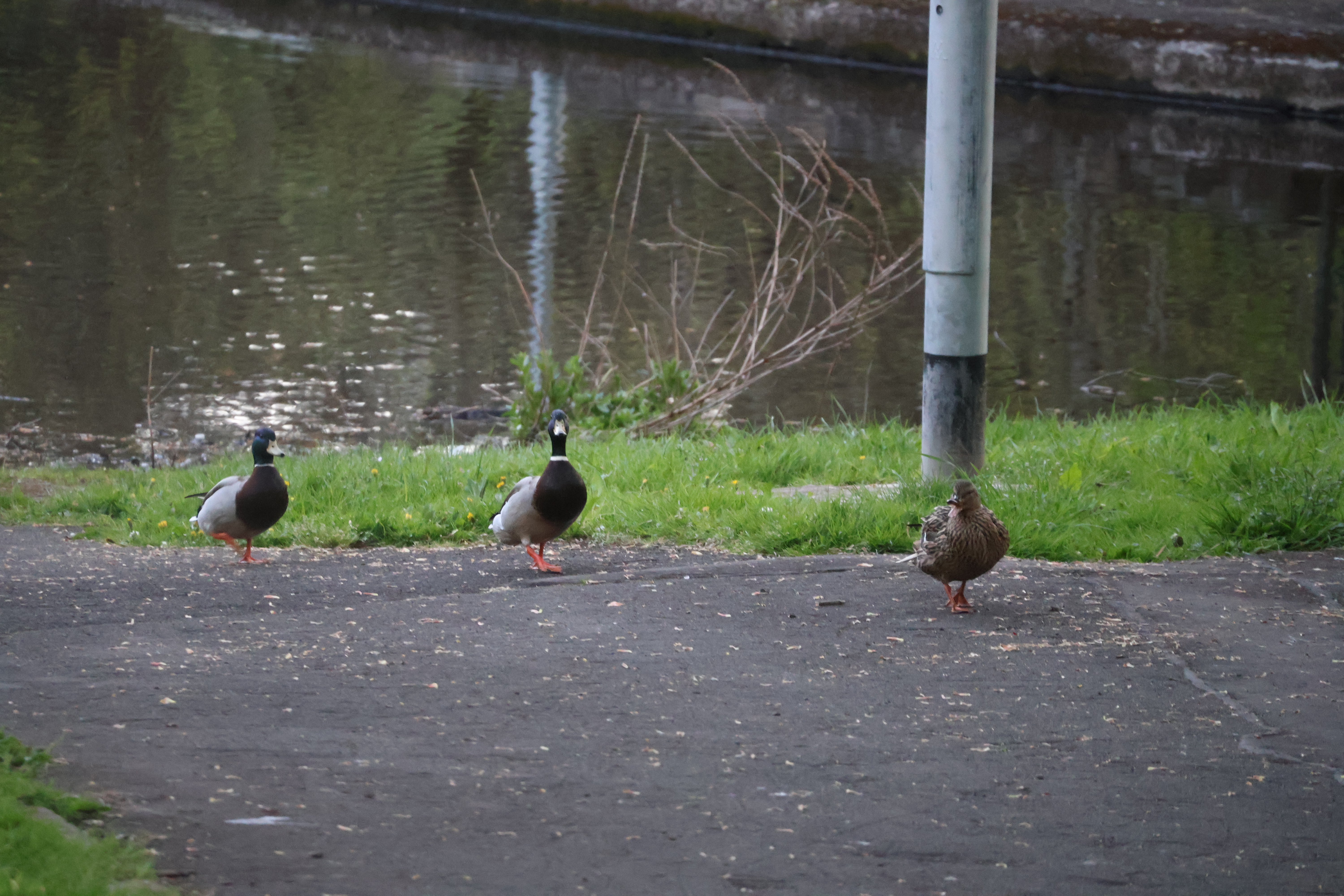 Castlemilk Park